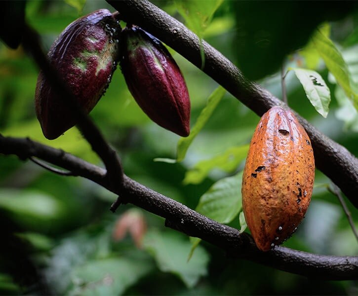 يتم الحصول على القهوة بمسؤولية