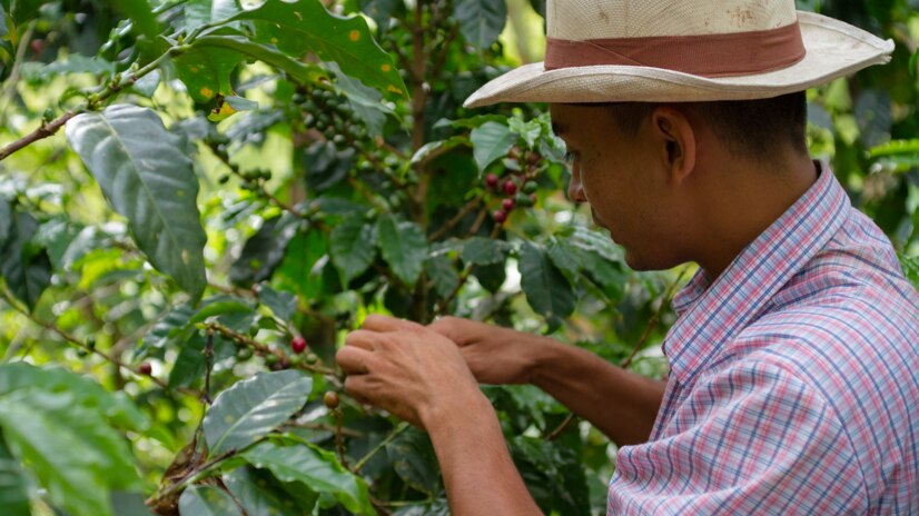 Farmer picking coffee beans